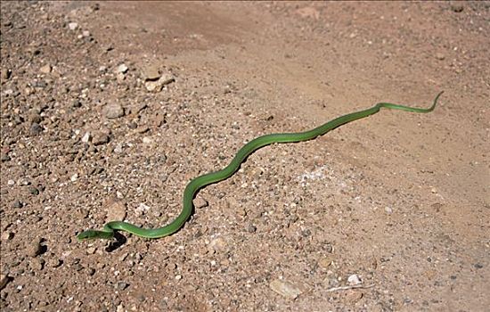 绿色,蛇,干燥,季节,国家公园,巴西