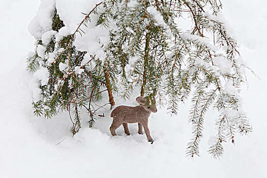 小,鹿,雪中