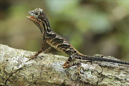 蜥蜴,防卫姿势,国家级保护区,秘鲁