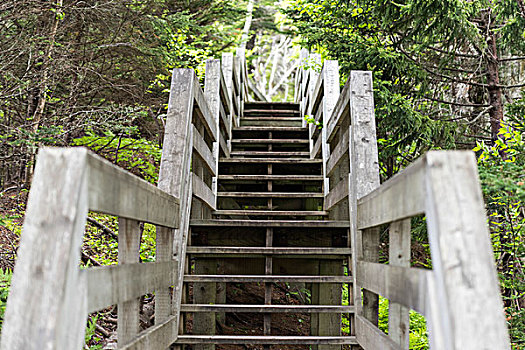 木质,楼梯,芬地湾国家公园,新布兰斯维克,加拿大