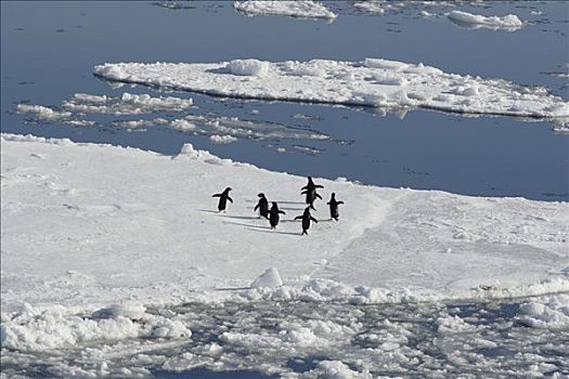 阿德利企鹅,浮冰,南极半岛,南极