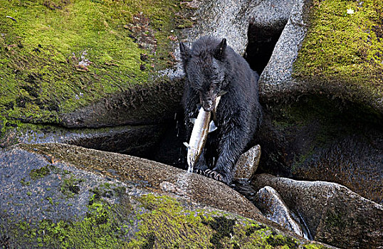 黑熊,美洲黑熊,粉色,三文鱼,太平洋鲑属,捕食,溪流,通加斯国家森林,阿拉斯加