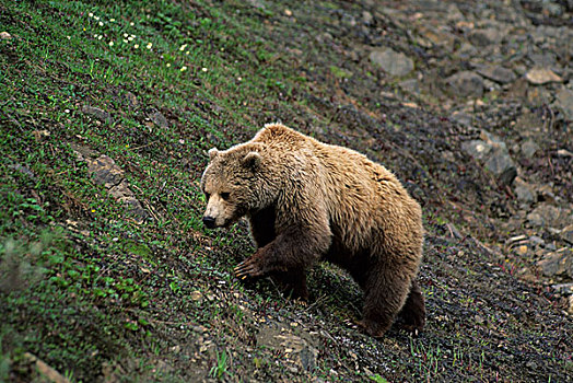 美国,阿拉斯加,德纳里峰国家公园,大灰熊,母熊,走