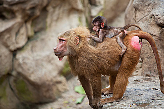 母亲,狒狒,婴儿,背影,新加坡动物园,新加坡