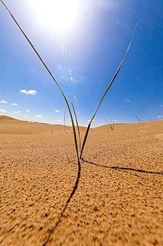 沙漠中的绿树苗