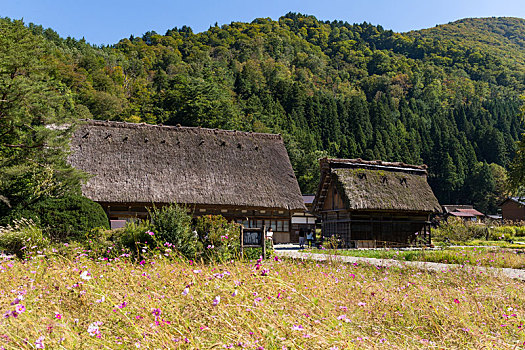 传统,日本,历史,乡村