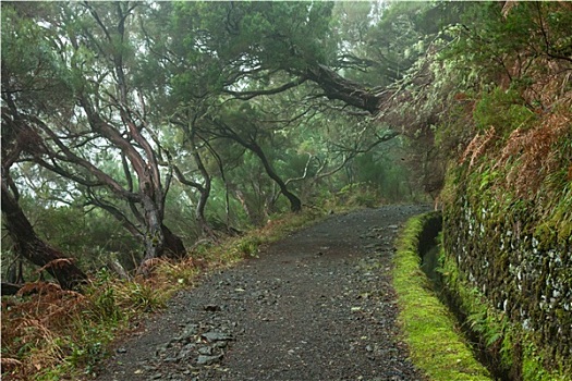 树林,马德拉岛