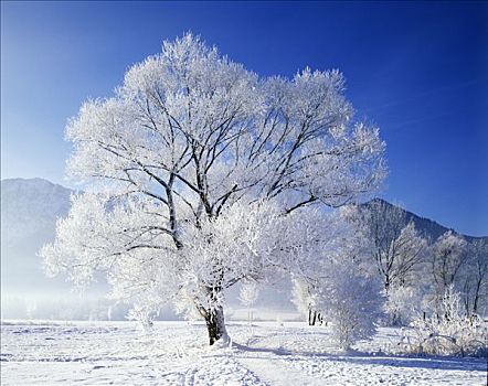 冬季,雪,树,白霜