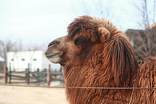 济南动物园的骆驼