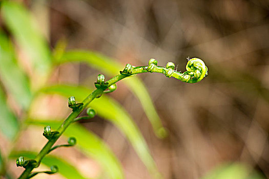 活化石桫椤