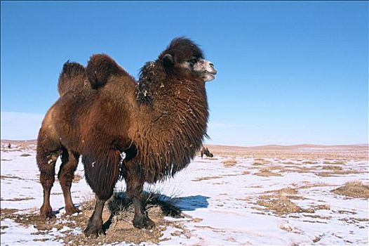 冬天,戈壁沙漠,蒙古