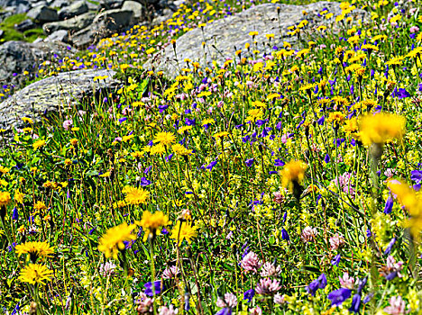 盛开,野花,草地,上陶恩山国家公园,阿尔卑斯山,奥地利,欧洲,大幅,尺寸
