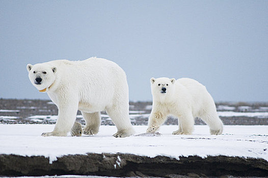 北极熊,母熊,幼兽,走,觅食,冰冻,向上,岛屿,区域,北极圈,国家野生动植物保护区,阿拉斯加