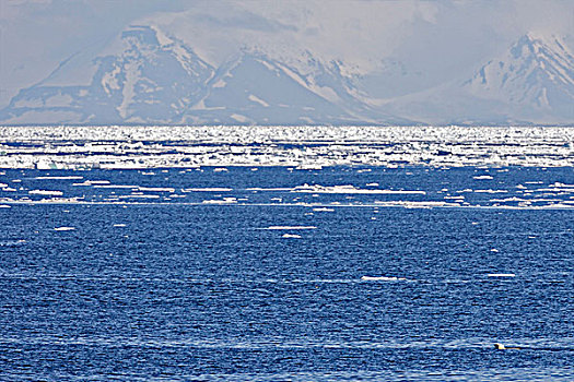 北极熊,游泳,海洋,斯匹次卑尔根岛,挪威