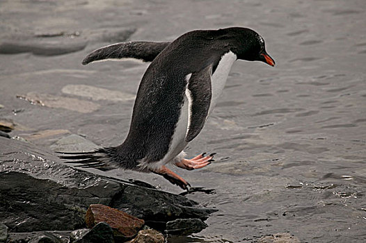 巴布亚企鹅,石头,靠近,南极
