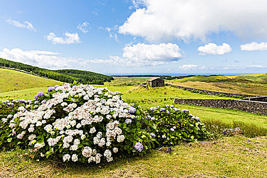 盛开,绣球花,灌木丛,岛屿,亚速尔群岛,葡萄牙