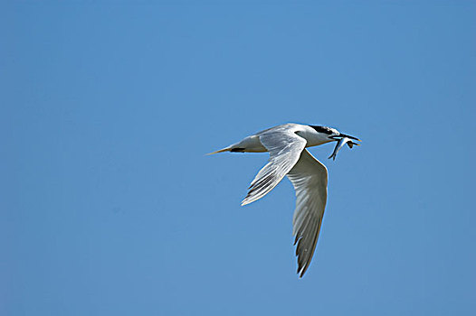 白嘴端燕鸥,白嘴端燕,飞,鸟嘴,特塞尔,荷兰