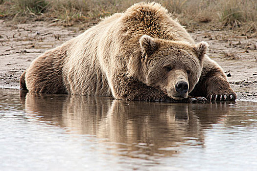 大灰熊,棕熊,睡觉,岸边,卡特麦国家公园,阿拉斯加
