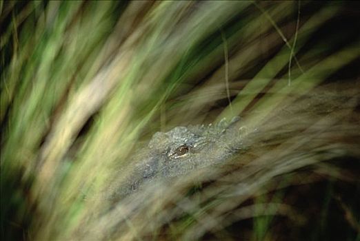 美国短吻鳄,水边,表面,大沼泽地国家公园,佛罗里达