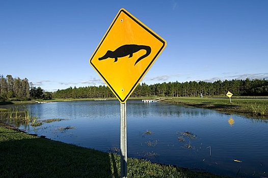 美国,佛罗里达,陆地,湖,鳄鱼,警告标识