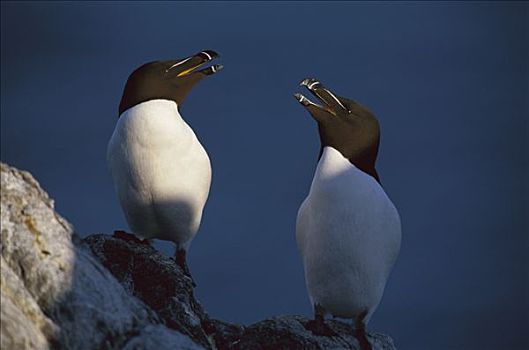 海雀,刀嘴海雀,一对,五月岛,苏格兰