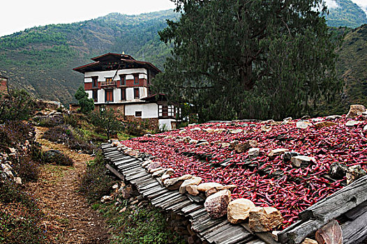 红辣椒,收获,弄干,不丹
