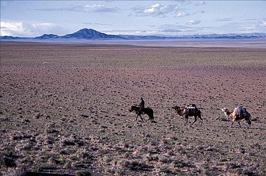 骆驼,草原,马,哺乳动物,骑乘,探险,地平线,蒙古,亚洲,动物