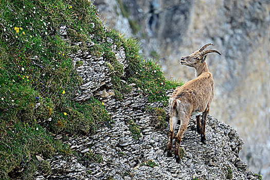 阿尔卑斯野山羊,羱羊,站立,陡峭,地形,伯恩高地,伯恩,瑞士,欧洲