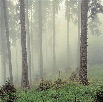 树林,树,薄雾