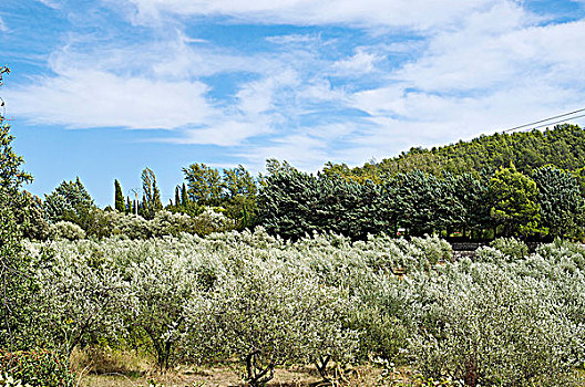 法国,普罗旺斯,橄榄树