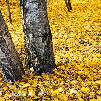秋叶,桦树