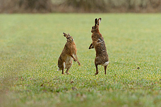 地点,野兔,欧洲野兔,玩