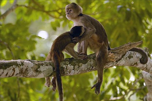 额卷尾猴,白额卷尾猴,幼仔,哺乳,波多黎各,亚马逊雨林,厄瓜多尔