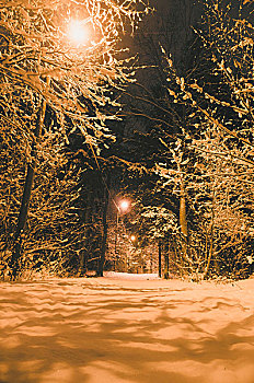 光亮,道路,大雪,树林,夜晚,竖图,构图
