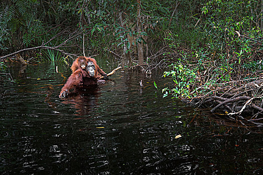 猩猩,黑猩猩,河,檀中埠廷国立公园,南方,加里曼丹,印度尼西亚
