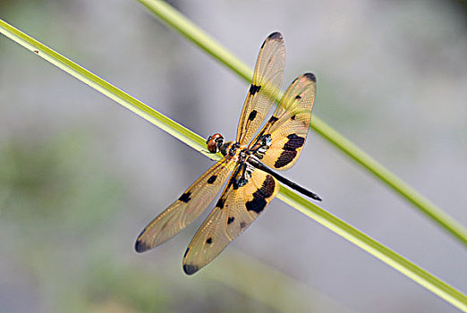 蜻蜓,湖,喀拉拉,印度南部,印度,亚洲