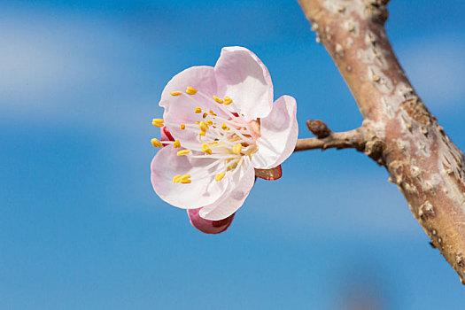 春天盛开的杏花特写