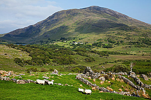 绵羊,放牧,土地,靠近,凯瑞郡,爱尔兰