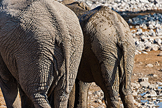 非洲象,水坑,休息,露营,埃托沙国家公园,纳米比亚