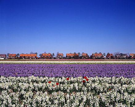 荷兰,风格,房子,花圃