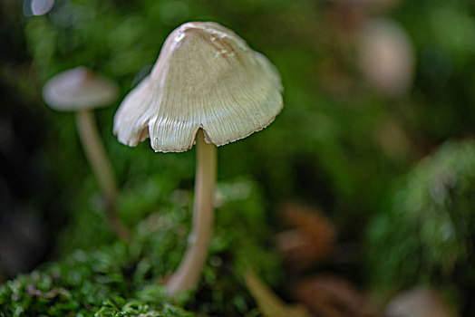 德国乡村森林漫步野生蘑菇
