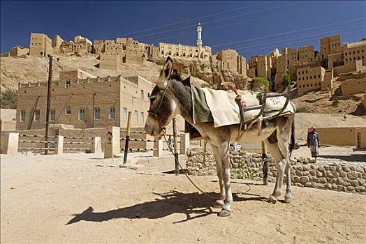 驴,老城,哈德拉毛,也门
