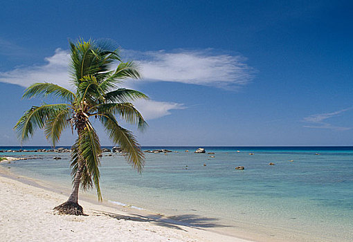 棕榈树,海滩,古巴