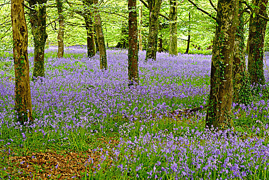 花,普通,野风信子,蓝铃花,树林,靠近,康沃尔,英格兰,英国,欧洲