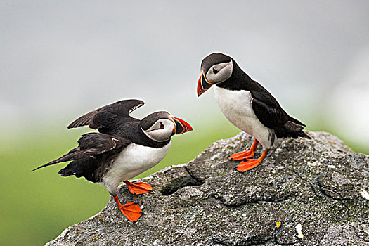 角嘴海雀,北极,挪威,欧洲