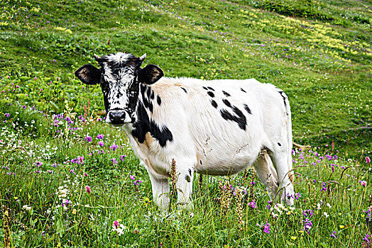 母牛,白色,黑色,斑点,躲藏,站立,草地,草场,野花,乔治亚