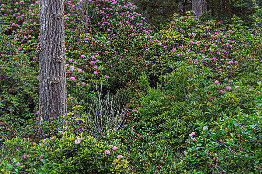 杜鹃属植物,花,国家森林,靠近,俄勒冈,美国