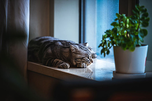 窗台上的猫