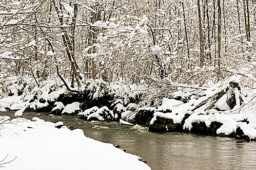 雪,冬天,风景,森林,自然