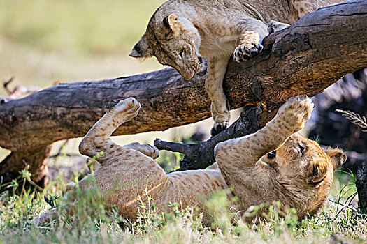 肯尼亚,马赛马拉,幼狮,玩,秋天,树干,马赛马拉国家保护区
